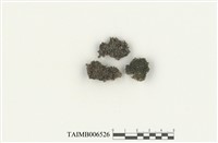 藏品(篩齒苔屬)的圖片